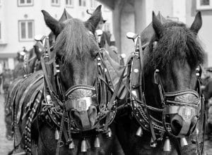Wallfahrt, November, Pferde, Tradition